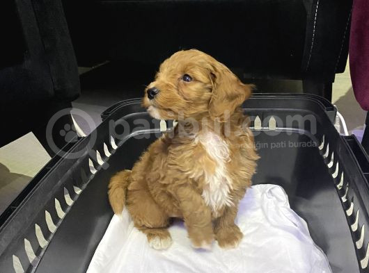 Uygun Maltipoo görsel