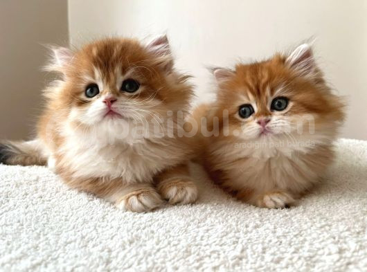 Şecereli  Özel Soy Hattı Golden British Longhair Yavrular görsel