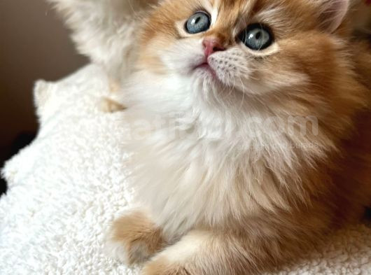 Şecereli  Özel Soy Hattı Golden British Longhair Yavrular görsel