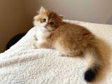 Şecereli  Özel Soy Hattı Golden British Longhair Yavrular