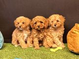 Aşılı Pasaportlu Toy Poodle Bebekler