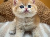 İnci Tanemiz Golden NY11 British Shorthair