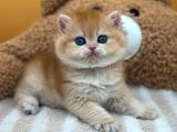 İnci Tanemiz Golden Ny11 British Shorthair