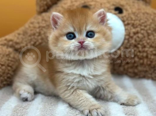 İnci Tanemiz Golden Ny11 British Shorthair görsel