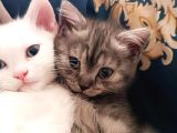 Pamuk Prens Yeni Yuvaya Hazır -British Shorthair Erkek-