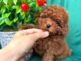 Toy Poodle Anne Altindan