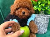 Toy Poodle Anne Altindan