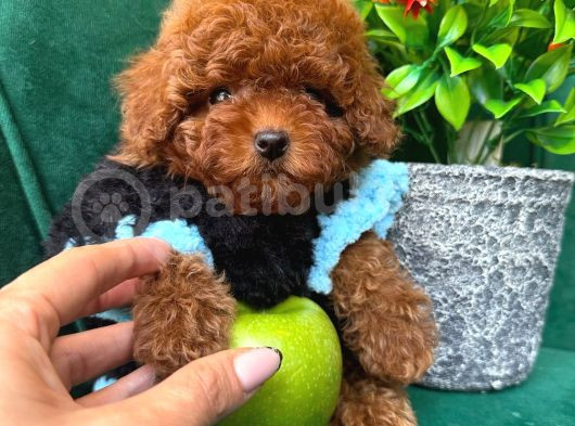 Toy Poodle Anne Altindan görsel