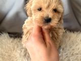 Kredi Kartı Geçerli Original Maltipoo Yavruları İçin