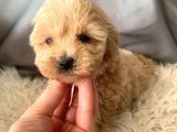 Kredi Kartı Geçerli Original Maltipoo Yavruları İçin