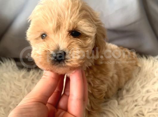 Kredi Kartı Geçerli Original Maltipoo Yavruları İçin görsel