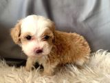 Kredi Kartı Geçerli Original Maltipoo Yavruları İçin
