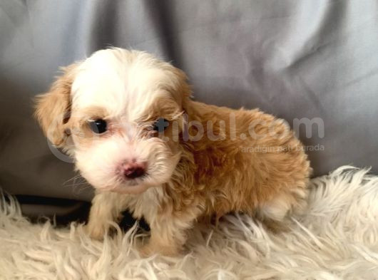 Kredi Kartı Geçerli Original Maltipoo Yavruları İçin görsel