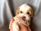 Kredi Kartı Geçerli Original Maltipoo Yavruları İçin
