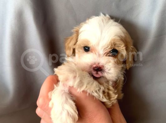 Kredi Kartı Geçerli Original Maltipoo Yavruları İçin görsel