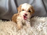Kredi Kartı Geçerli Original Maltipoo Yavruları İçin