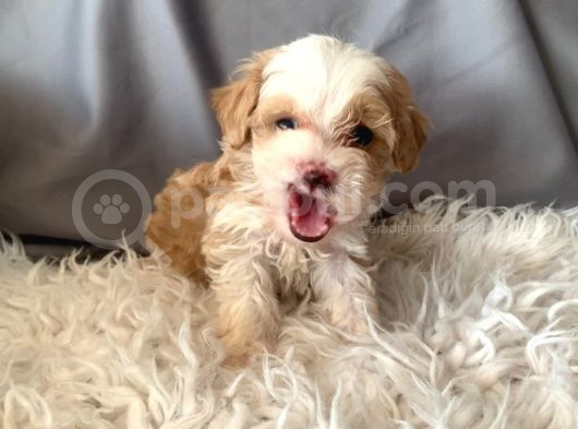 Kredi Kartı Geçerli Original Maltipoo Yavruları İçin görsel
