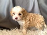 Kredi Kartı Geçerli Original Maltipoo Yavruları İçin