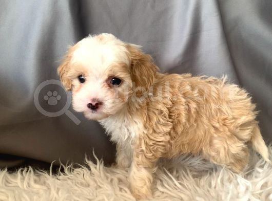 Kredi Kartı Geçerli Original Maltipoo Yavruları İçin görsel
