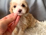 Kredi Kartı Geçerli Original Maltipoo Yavruları İçin