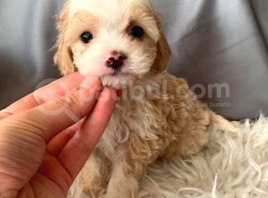 Kredi Kartı Geçerli Original Maltipoo Yavruları İçin görsel