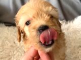 Kredi Kartı Geçerli Original Maltipoo Yavruları İçin