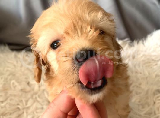 Kredi Kartı Geçerli Original Maltipoo Yavruları İçin görsel