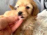 Kredi Kartı Geçerli Original Maltipoo Yavruları İçin