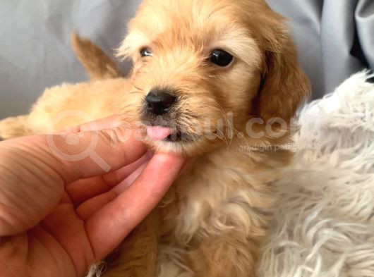 Kredi Kartı Geçerli Original Maltipoo Yavruları İçin görsel