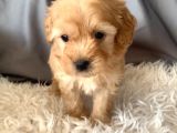 Kredi Kartı Geçerli Original Maltipoo Yavruları İçin