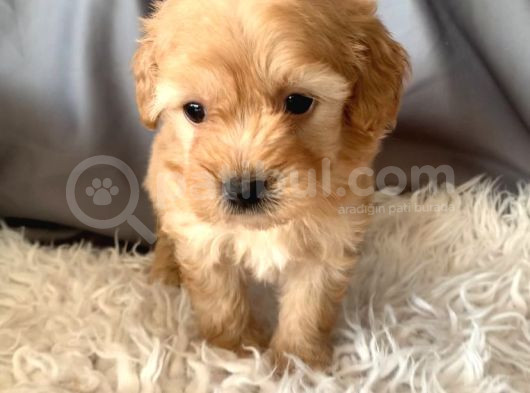 Kredi Kartı Geçerli Original Maltipoo Yavruları İçin görsel