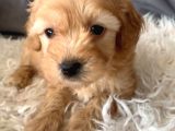 Kredi Kartı Geçerli Original Maltipoo Yavruları İçin