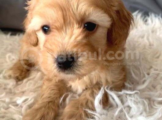 Kredi Kartı Geçerli Original Maltipoo Yavruları İçin görsel