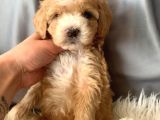 Kredi Kartı Geçerli Original Maltipoo Yavruları İçin
