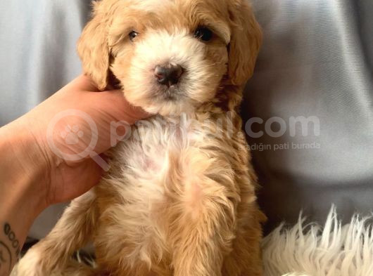 Kredi Kartı Geçerli Original Maltipoo Yavruları İçin görsel