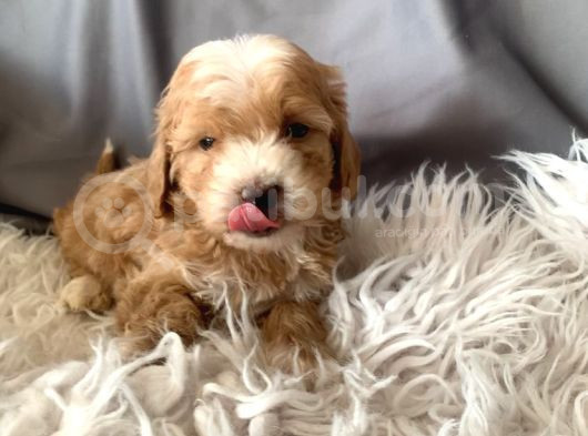 Kredi Kartı Geçerli Original Maltipoo Yavruları İçin görsel