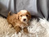 Kredi Kartı Geçerli Original Maltipoo Yavruları İçin