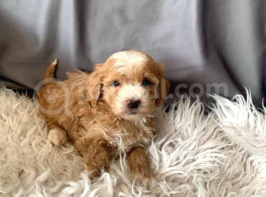Kredi Kartı Geçerli Original Maltipoo Yavruları İçin görsel