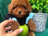 TOY POODLE ANNE ALTINDAN