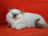 Safkan Ci̇nnamon Poi̇nt Bri̇ti̇sh Longhai̇r Yavru Di̇şi̇ 2Aylik