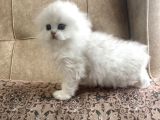 Irk Garantili Scottish Fold Longhair  Silver Bebeğimiz