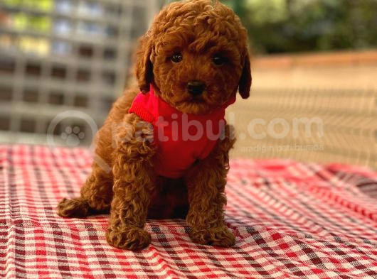 Toy Poodle Anne Altindan görsel