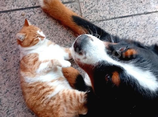 A Kalite Bernese Dağ Köpeği Yavrusu görsel