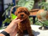 Kore Teacup Erkek Redbrown Sağlık Irk Garantili Yavrularım