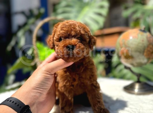 Kore Teacup Erkek Redbrown Sağlık Irk Garantili Yavrularım görsel