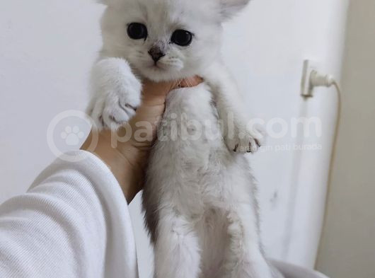 Uyguna Si̇lver Bri̇ti̇sh Di̇şi̇ Ve Erkek Bebeler görsel