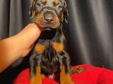 Tuvalet Eğitimli Doberman Yavrular