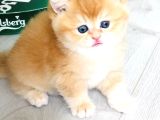 A Kalite Bri̇ti̇sh Shorthai̇r Golden  Yavrular