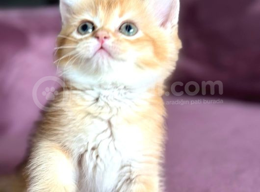A Kalite Bri̇ti̇sh Shorthai̇r Golden  Yavrular görsel