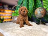 2 Aylik Kore Poodle Bebekler